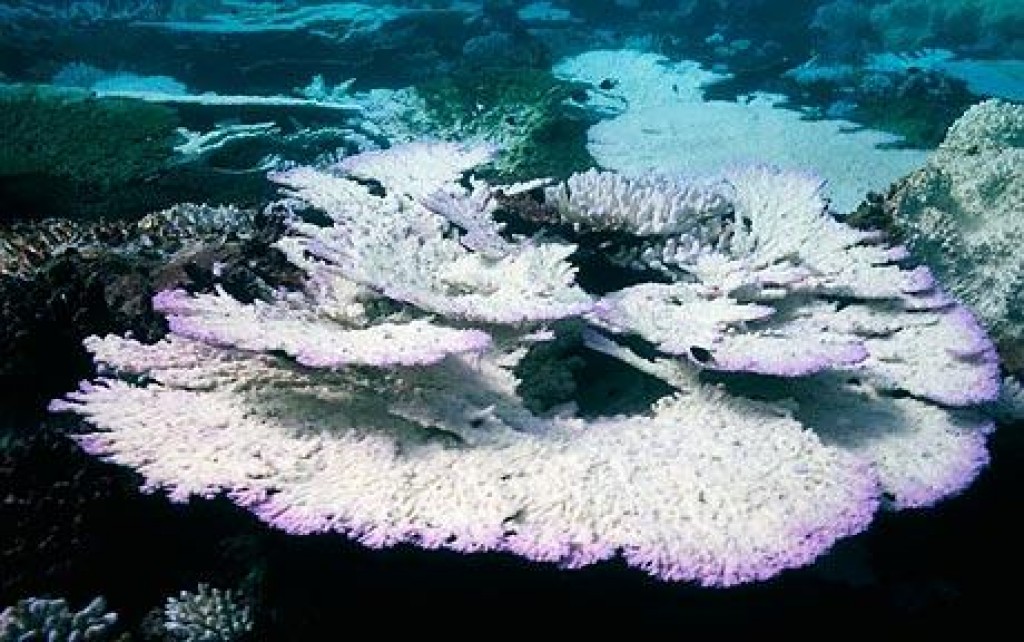 How we are all contributing to the destruction of coral reefs: Sunscreen