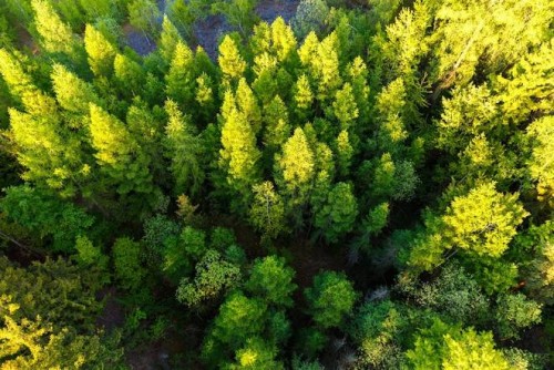 Indian state aims to plant record-breaking 50 million trees in one day