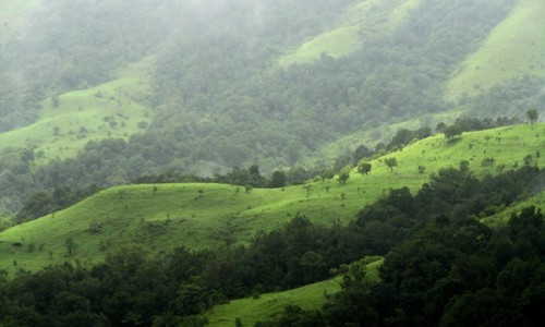 Indian state attempts to plant record 50 million trees in 24 hours