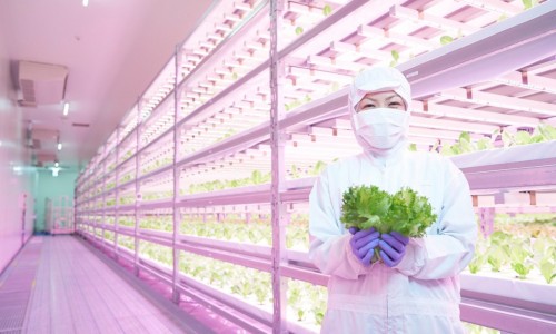 Futuristic Japanese indoor vertical farm produces 12,000 heads of lettuce a day with LED lighting